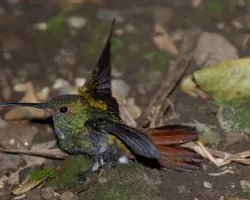 Volo