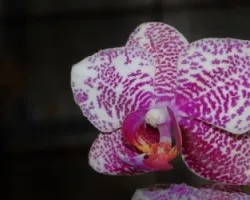 phalaenopsis