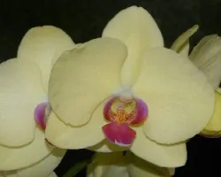 phalaenopsis