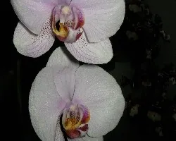 phalaenopsis