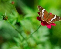 Mariposa