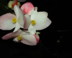 Flores