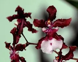 Oncidium sherry baby