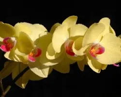 Orquideas phalaenopsis