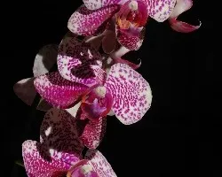 Orquideas phalaenopsis