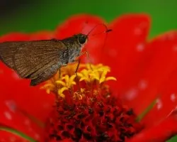 Mariposa
