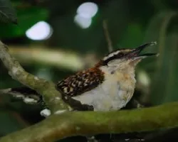 Campylorhynchus rufinucha