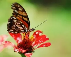 Mariposa