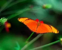 Dryas iulia moderata (Nymphalidae)