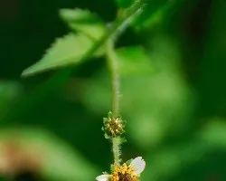 Insecto (Bidens sp.) y flor