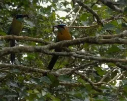 Pareja de bobos