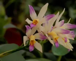 Orquidea