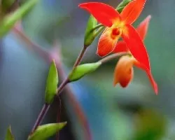 Orquidea