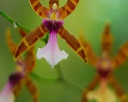 Orquidea