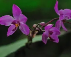 Orquidea
