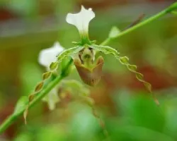 Orquidea