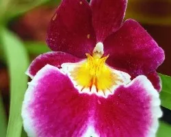 Orquidea