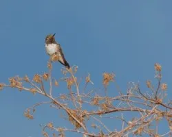 Volcano Hummingbird