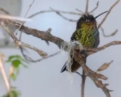 Colibri 2