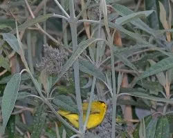 Wilsonia pusilla