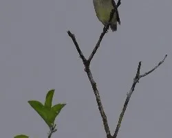Elaenia flavogaster