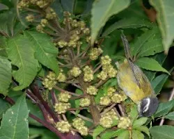 Chlorospingus pileatus
