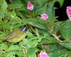 Chlorospingus pileatus