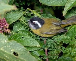 Chlorospingus pileatus