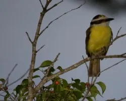 Pecho amarillo