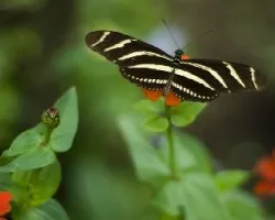 Heliconius pachinus