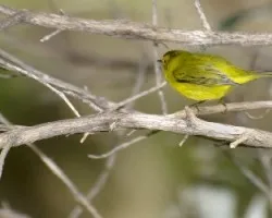 Wilsonia pusilla