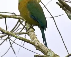 Momotus momota