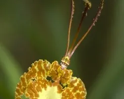 Mariposa