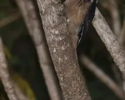 Picoides villosus