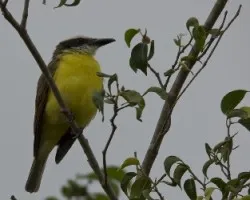 F2