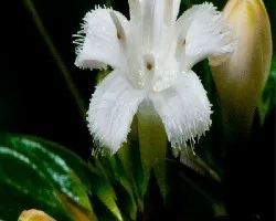 Blanco
