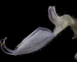 Flor pequena