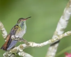 Colibri