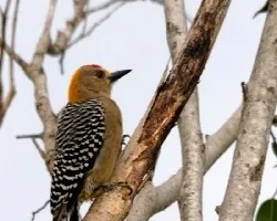 Carpintero de Hoffman