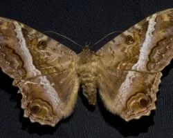 Artropodo