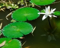 Reflejos y circulos