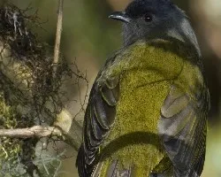 Hembra
