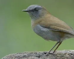Catharus gracilirostris