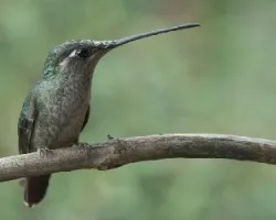 Eugenes fulgens