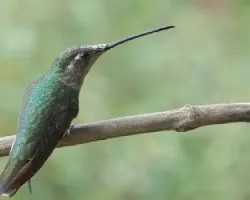 Eugenes fulgens