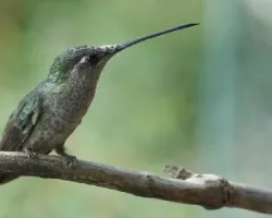 Eugenes fulgens