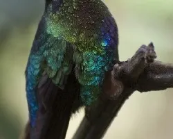 Panterpe insignis