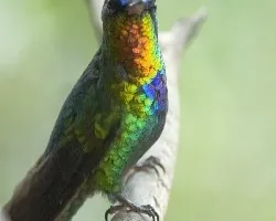 Panterpe insignis
