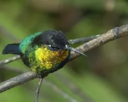 Panterpe insignis