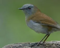Catharus gracilirostris